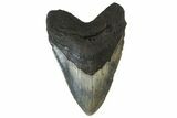 Fossil Megalodon Tooth - North Carolina #158184-2